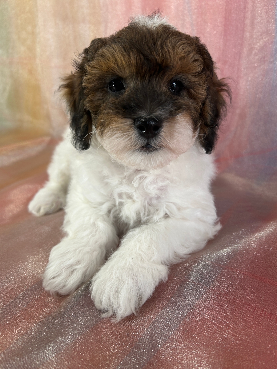 Parti-Color Male Schnoodle Puppy for Sale DOB 9-4-2025 $950